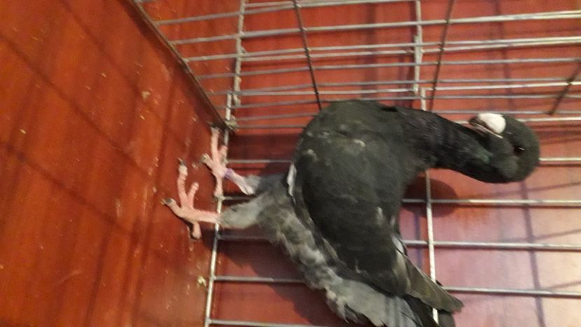 Gross - Achizitii 2020