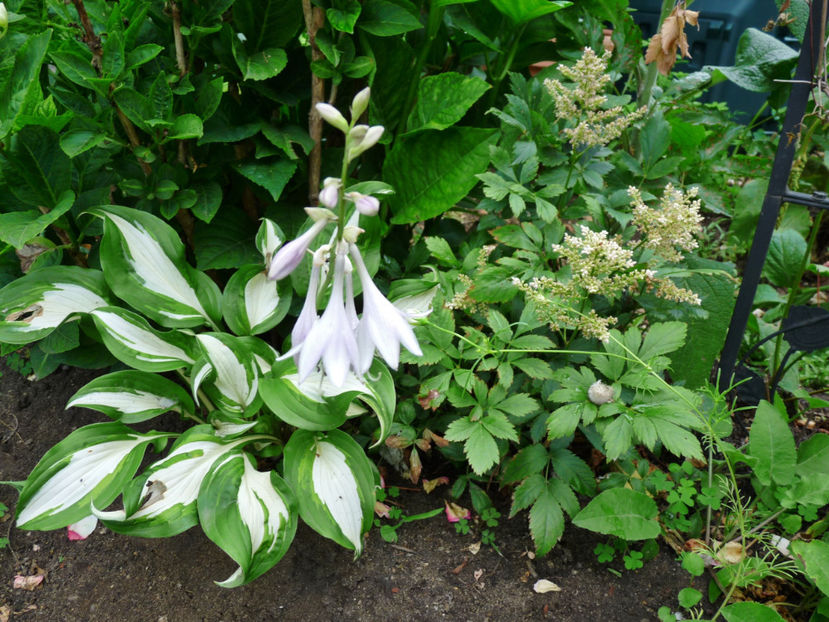  - Hosta