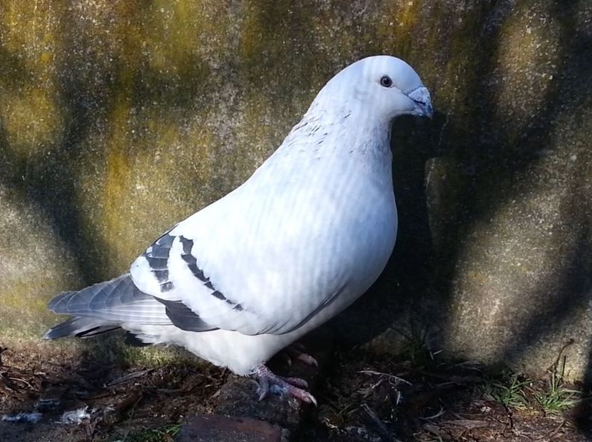 PL20-JRS 26 - g- MLODE-2020 - Youth