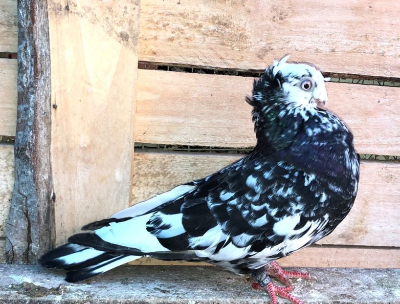 8779  femelă  2020 - A - perechi 2022