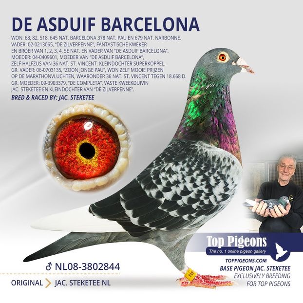 BUNIC - JAACKIE - Jac Steketee nepoata DE ASDUIF BARCELONA locul 1 nat Acepigeon Barcelona 2010-2013