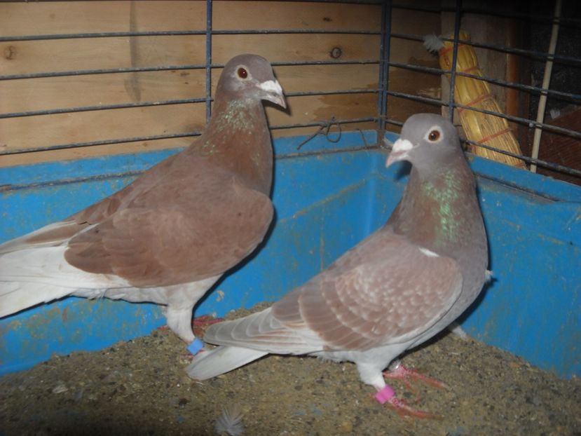 16 - PORUMBEI VANDUTI 2