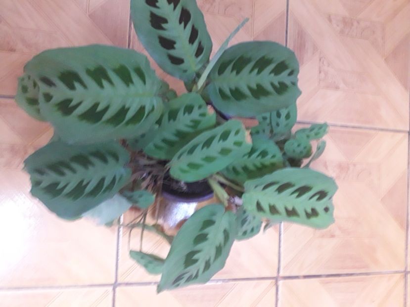 20201229_100247[1] - maranta