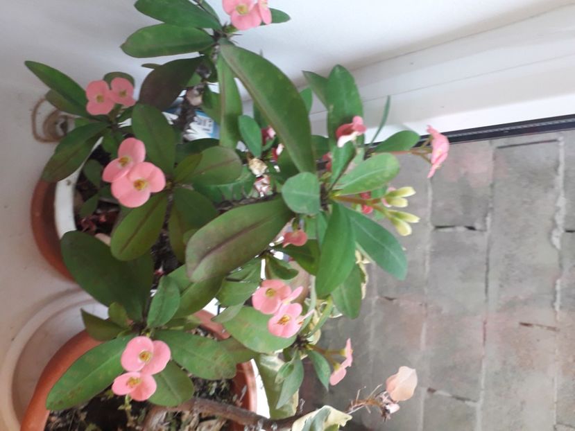 20201229_100346[2] - euphorbia milli