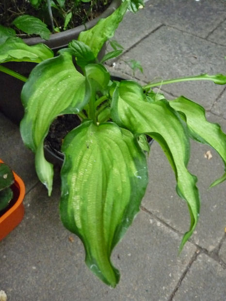  - Hosta