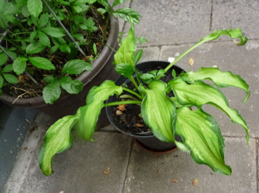  - Hosta