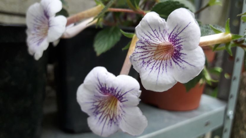 Ambroise Verschafet - Achimenes 2020