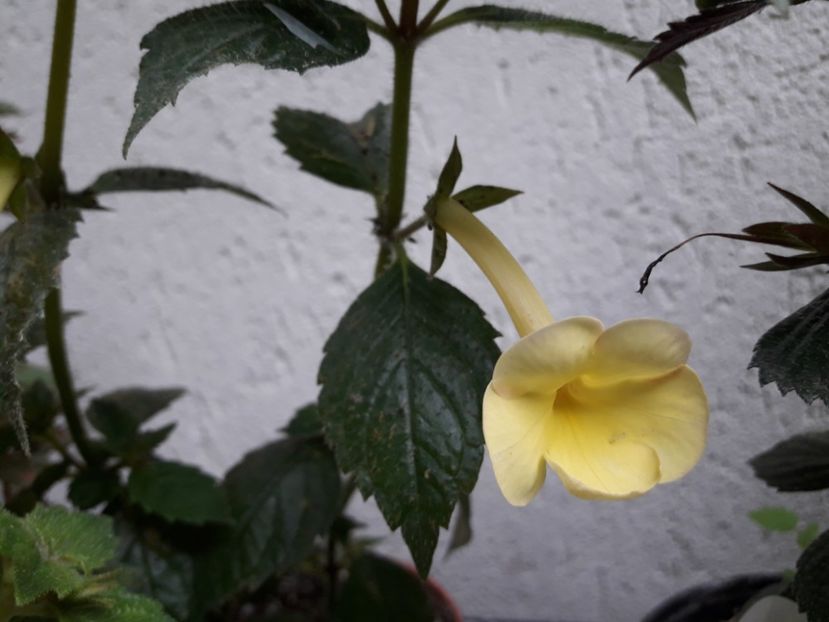 Himalayan Sunrise - Achimenes 2020