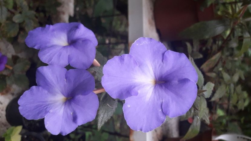 Kim Blue - Achimenes 2020