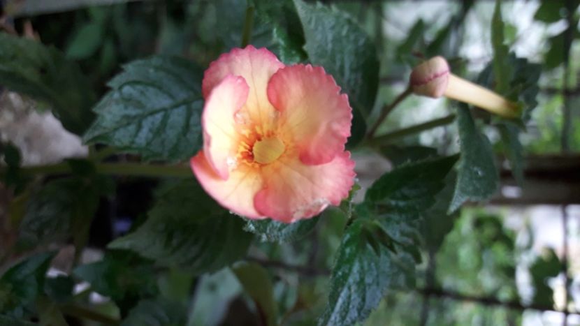 Orange Orchard - Achimenes 2020