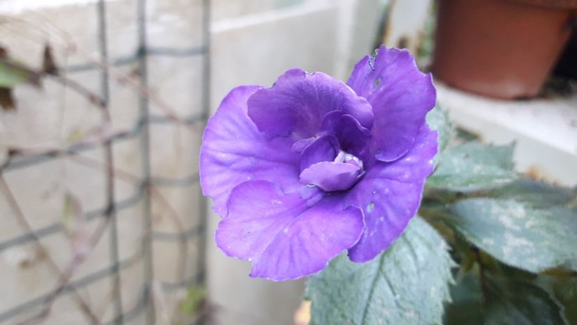 Vie en Blue - Achimenes 2020