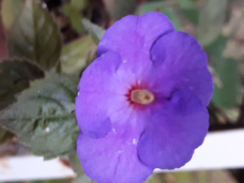 The Lone Star - Achimenes 2020