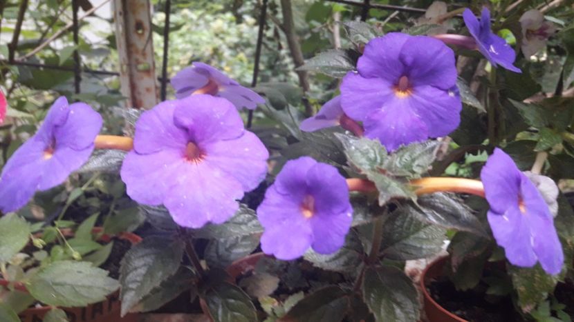 The Lone Star - Achimenes 2020