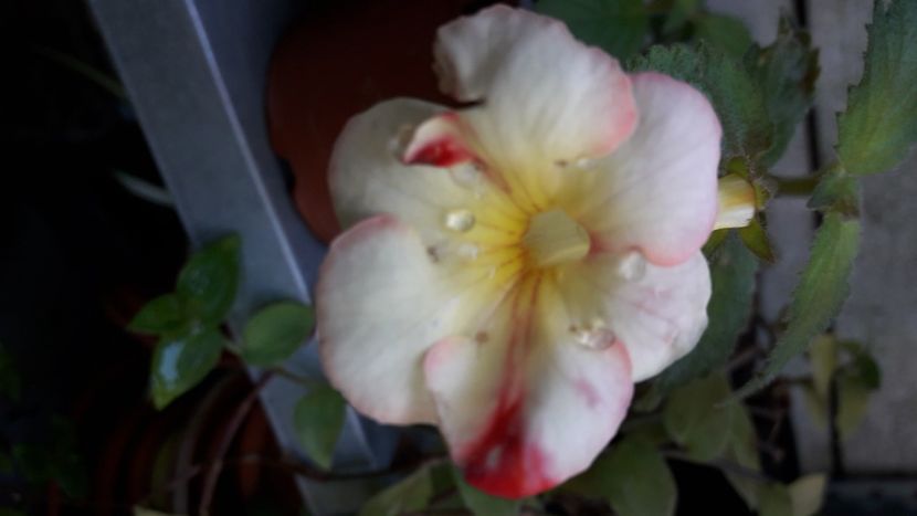 Santiano Improved - Achimenes 2020