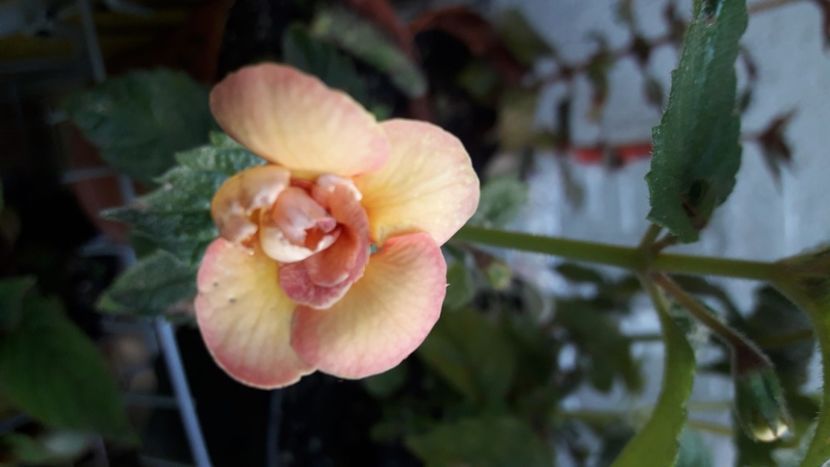 Peach Orchard - Achimenes 2020