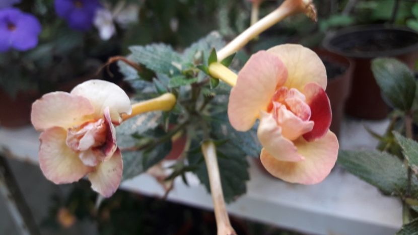 Peach Orchard - Achimenes 2020