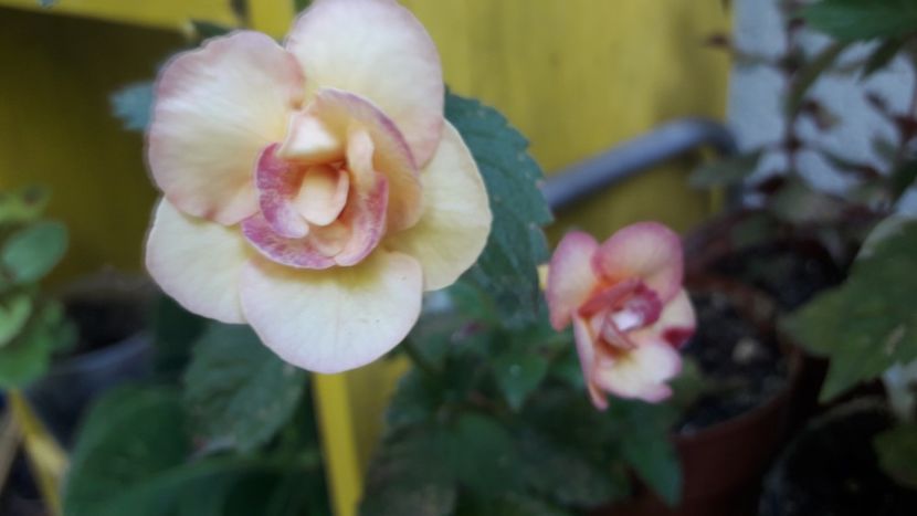 Peach Orchard - Achimenes 2020