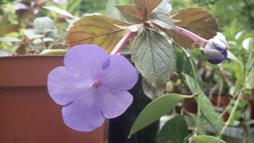 Aquamarine - Achimenes 2020