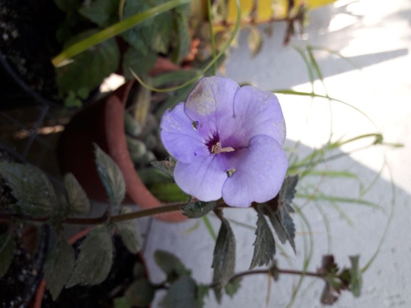 Forget Me Not - Achimenes 2020