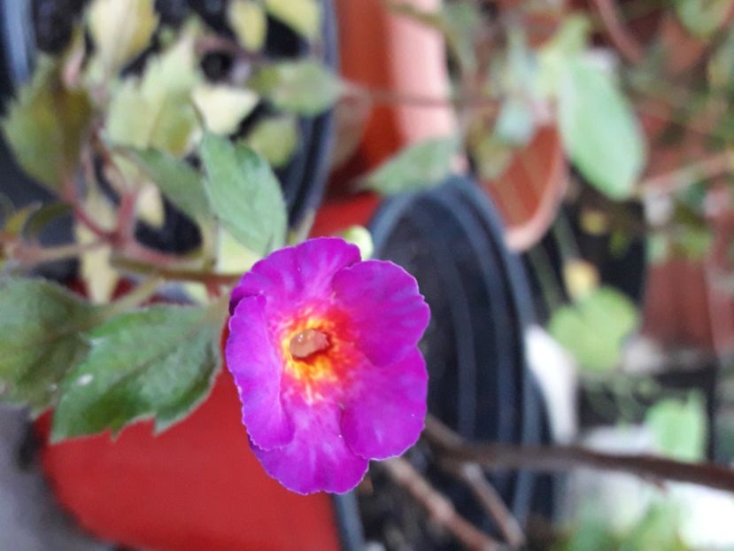 Snowetta - Achimenes 2020