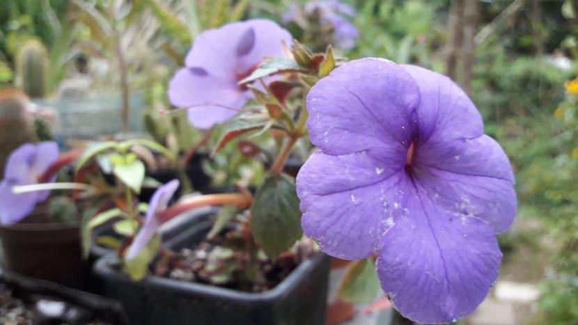 India - Achimenes 2020