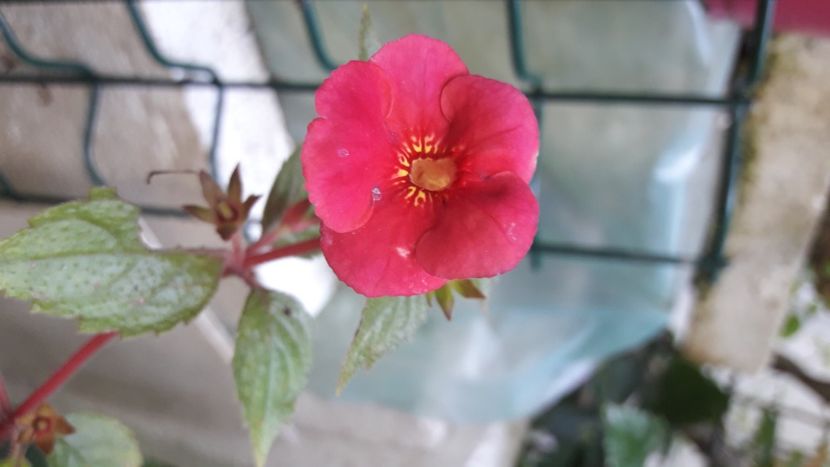 Red Diamond - Achimenes 2020