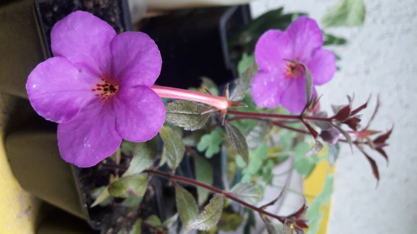 Vivid - Achimenes 2020