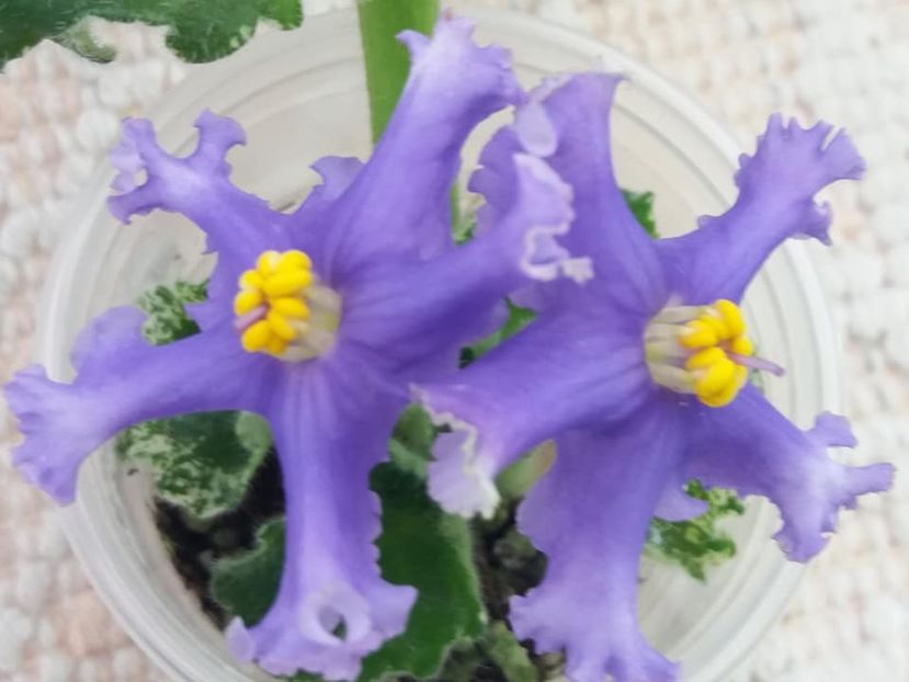 29 dec - RS Prishelets