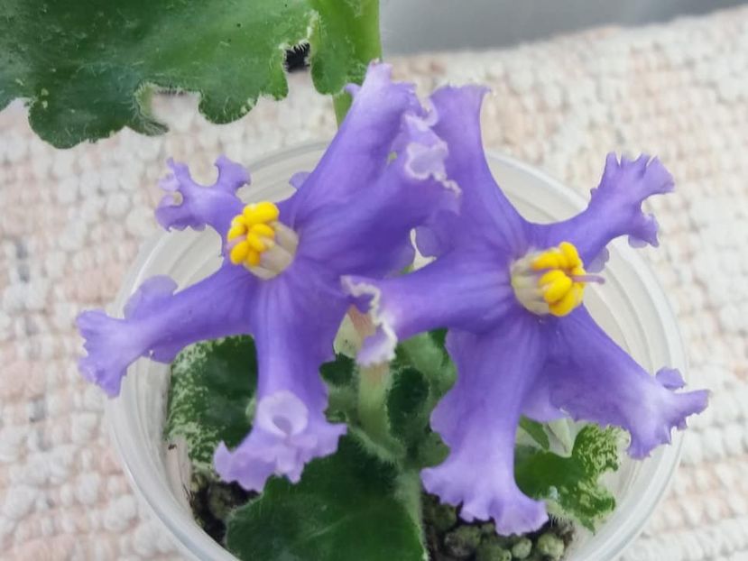 29 dec - RS Prishelets