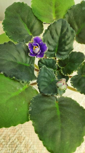 3 dec - ND Muranskoye Steklo