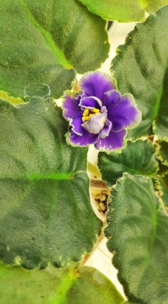 3 dec - ND Muranskoye Steklo