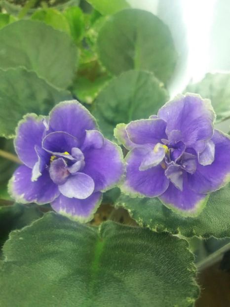 15 dec - ND Muranskoye Steklo