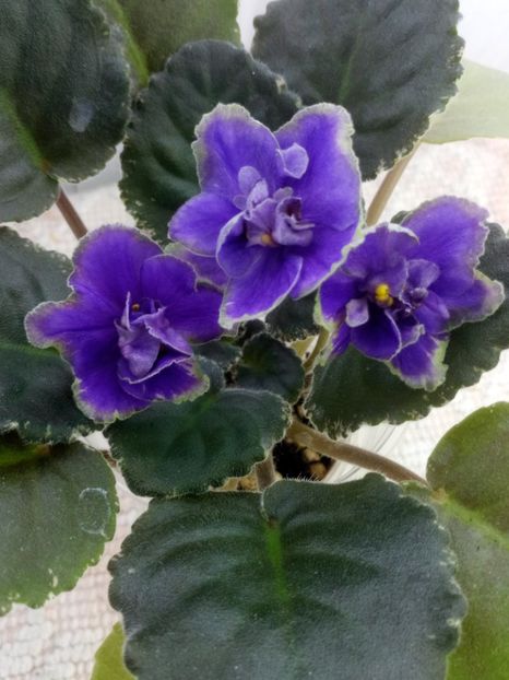 25 dec - ND Muranskoye Steklo