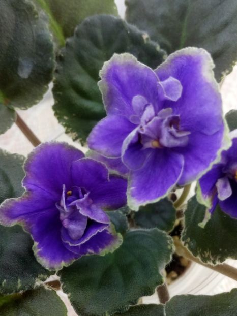 25 dec - ND Muranskoye Steklo