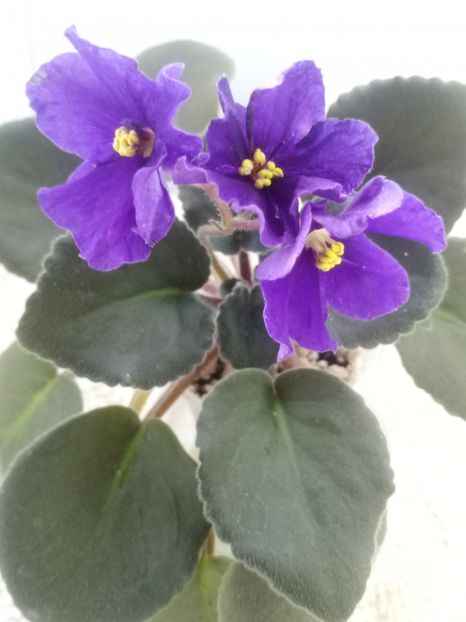 25 dec - ZZ Satin Magic