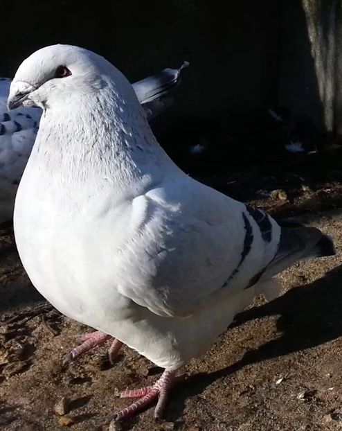 PL20-JRS 44 (M.) - g- MLODE-2020 - Youth