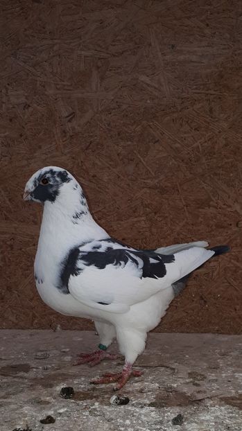 Masc 2019 - Porumbei vanduti