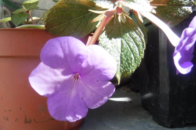 Aquamarine - Achimenes 2020