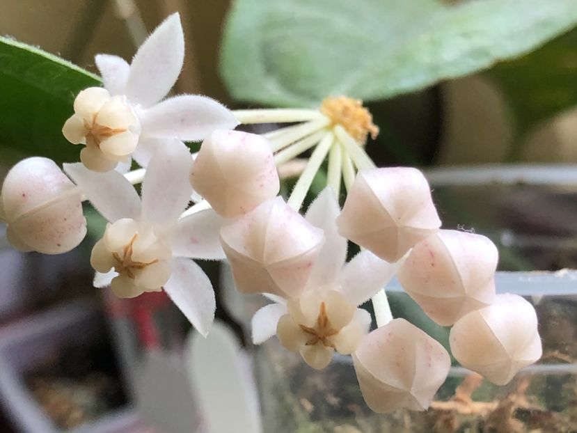 A8B03495-BA18-471D-98ED-C91F669E56E1 - Medinillifolia