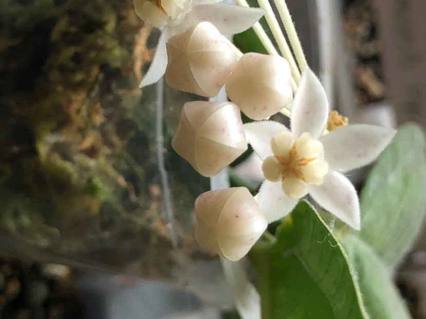 50330B8D-32BC-4AEB-AE91-8780CEEA3AF6 - Medinillifolia