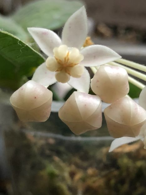 ADFF889C-40AF-44B5-A8CC-8BE9B39EDF87 - Medinillifolia