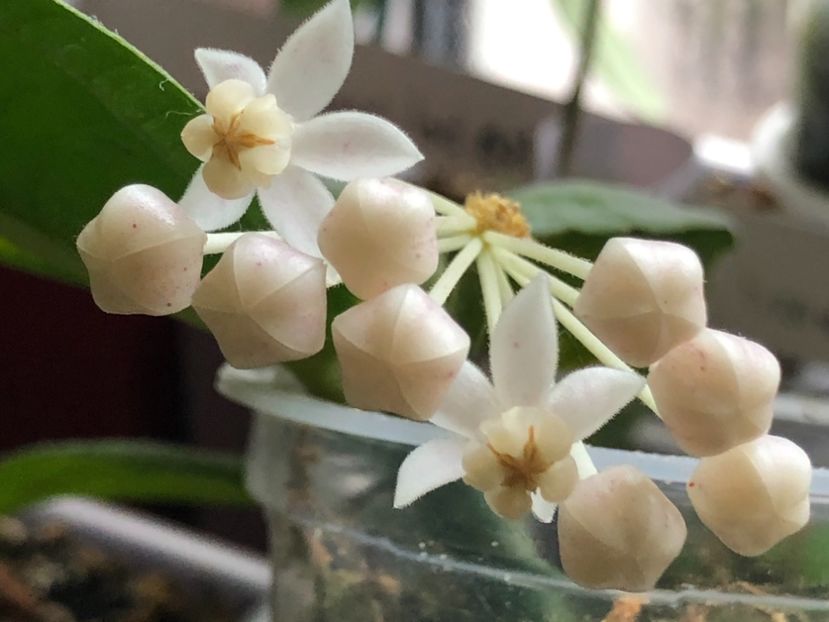 5C29E8D9-B5C6-4762-AFC6-3B0353672568 - Medinillifolia