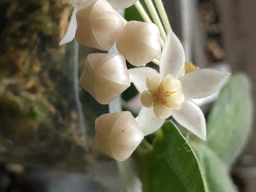 CC4E50D4-FB1E-4588-A251-95710405546C - Medinillifolia