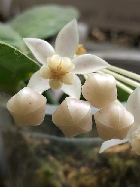 5052F426-D077-4372-BF05-4F924C848D8D - Medinillifolia