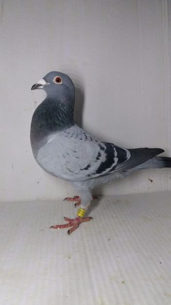 F 2019 vanduta - De! voiajori vanduti