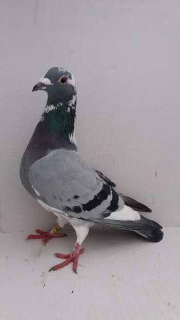 F 2019 vanduta - De! voiajori vanduti