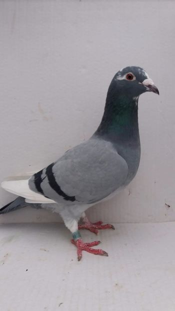 F 2016 vanduta - De! voiajori vanduti