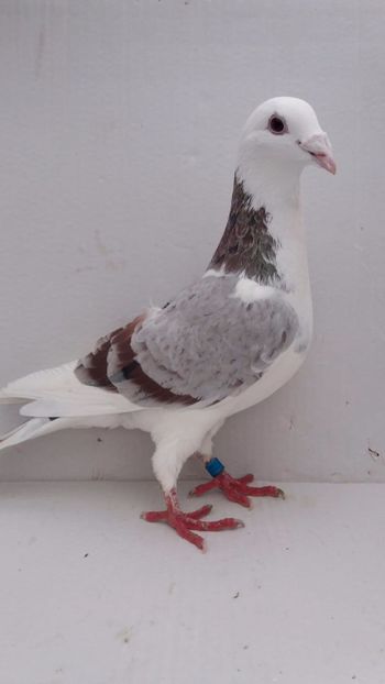 M 2019 vandut - De! voiajori vanduti