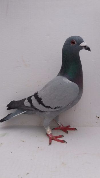 F 2020 vanduta - De! voiajori vanduti