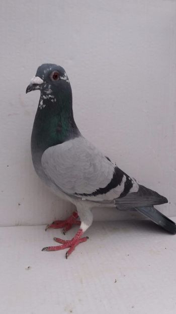 M 2020 vandut - De vanzare voiajori 2